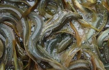 泥鳅娶亲,一场奇特的民间婚俗传奇